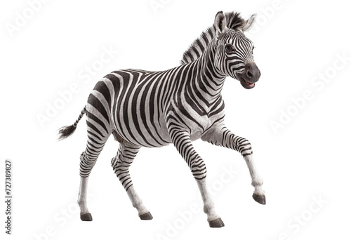 funny zebra animals in full body jumping through the picture isolated against transparent background