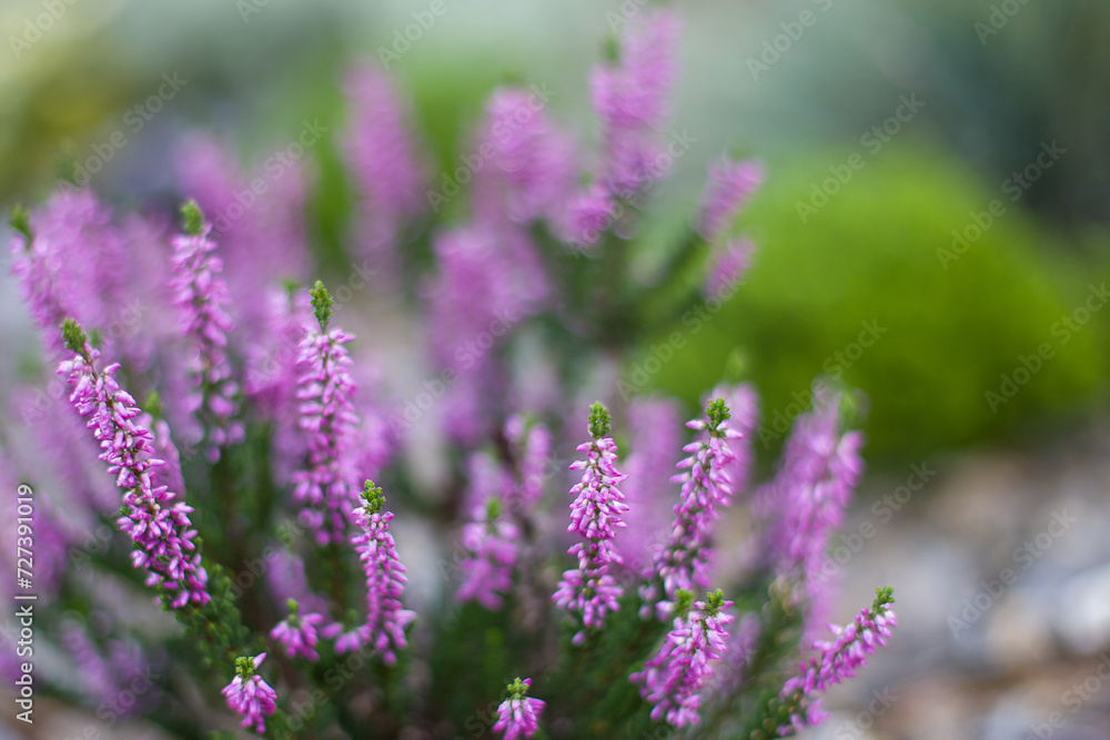 Blooming purple heather (Calluna vulgaris) in a garden. Soft focus. Blooming purple heather (Calluna vulgaris) in a garden. Soft focus.