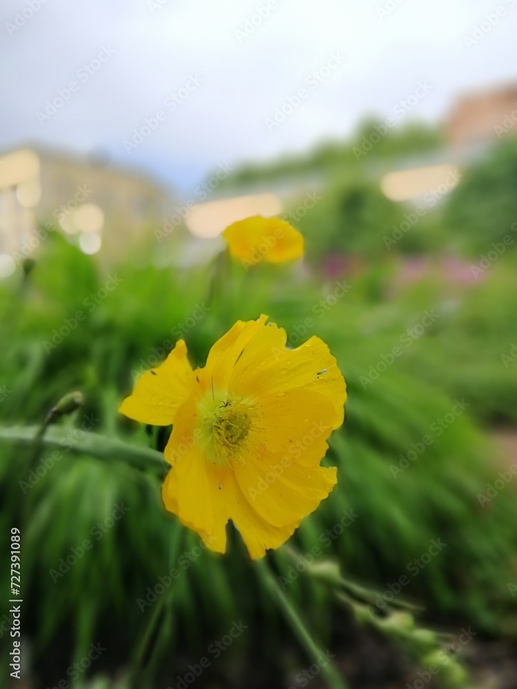 Obraz premium a yellow blooming poppy in the garden. Papaver nudicaule. nature wallpaper.