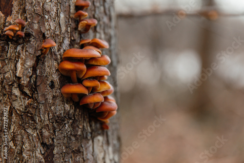 Parasitism of orange mushrooms on a tree trunk in the forest in spring