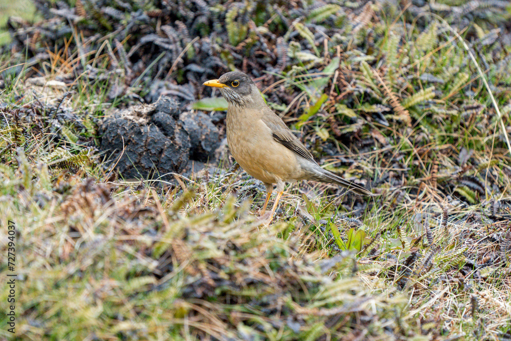 Austral Thrush (Turdus falcklandii) foraging on the ground in Tierra del Fuego National Park near Ushuaia, Argentina Austral Thrush (Turdus falcklandii) foraging on the ground in Tierra del Fuego National Park near Ushuaia, Argentina