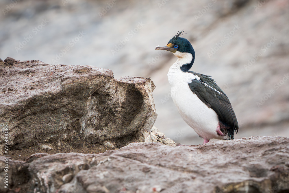 Naklejka premium Imperial Cormorant (Leucocarbo atriceps) elegantly perched on a rocky island in the Beagle Channel