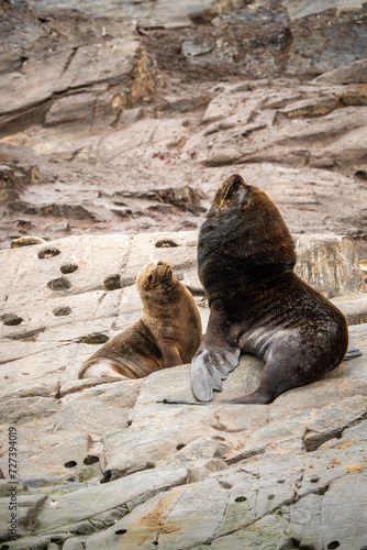 Sea lions on a rocky island in the Beagle Channel between Argentina and Chile © Tyler