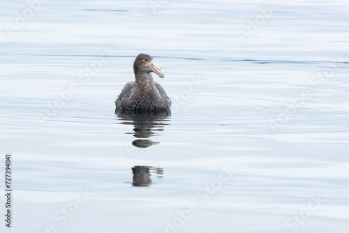 Southern Giant-Petrel (Macronectes giganteus) resting in the Beagle Channel near Ushuaia in Argentine Patagonia, Tierra del Fuego photo