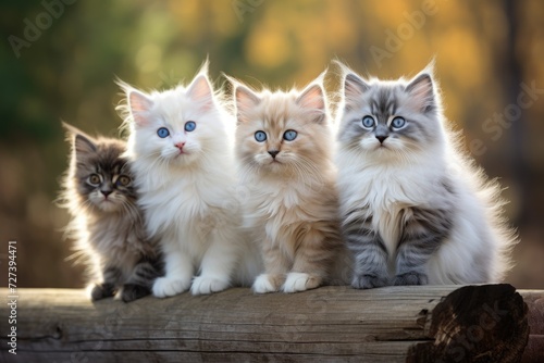 A playful group of adorable kittens sitting together on a log, enjoying the warmth of the sun, Three Siberian breed kittens sitting on a wooden fence, AI Generated © Iftikhar alam