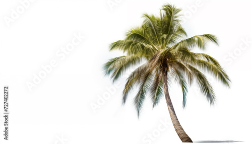 Palm white background isolated