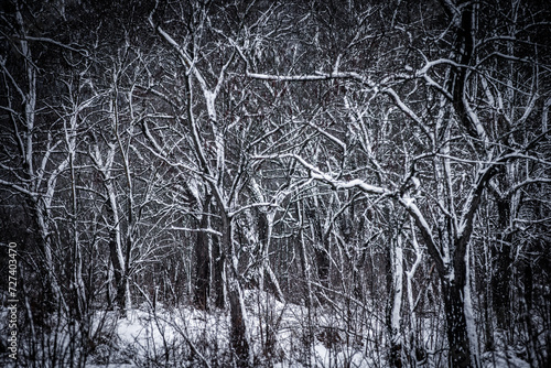 Tableau sur toile Forest in blizzard