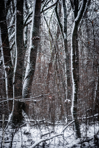 Snowy forest. Frozen nature. Snow in the forest . Trees covered snow. Winter landscapes . White colors . Trees in snow . Trevalin to forest . Mystery nature   photo