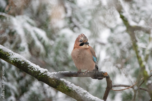 Common jay sitting on a tree in a snowy landscape. Garrulus glandarius