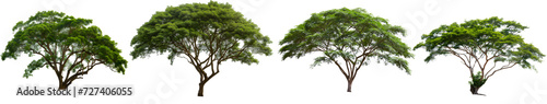 Jungle Trees Rainforest Collection Isolated on White Transparent Background