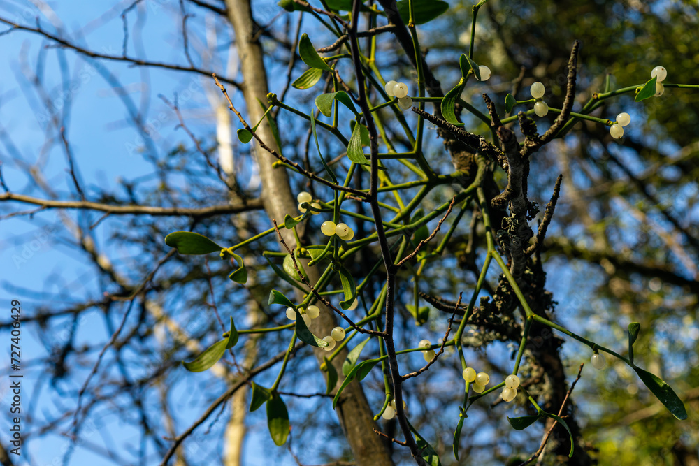 White mistletoe berries on a tree in the forest. Mistletoe is a parasite on the tree. White mistletoe berries on a tree in the forest. Mistletoe is a parasite on the tree.