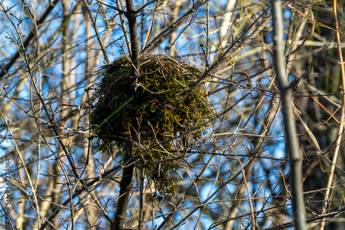 Bird's Nest Hidden in a Tree