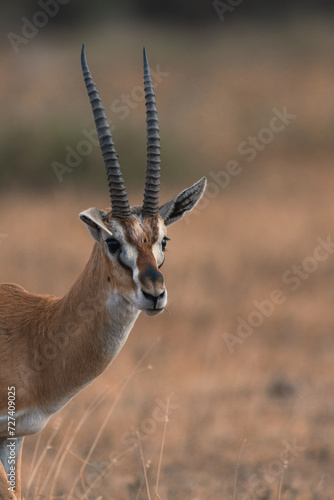 Closeup of a thomson gazelle in Amboseli National Park, Kenya.