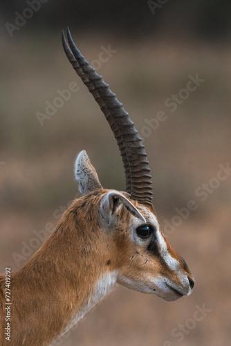 Closeup of a thomson gazelle in Amboseli National Park, Kenya.