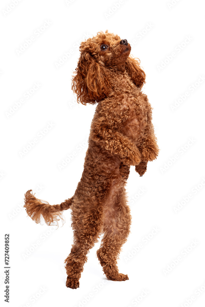 A cute red toy poodle stands on its hind legs. Isolate on a white background