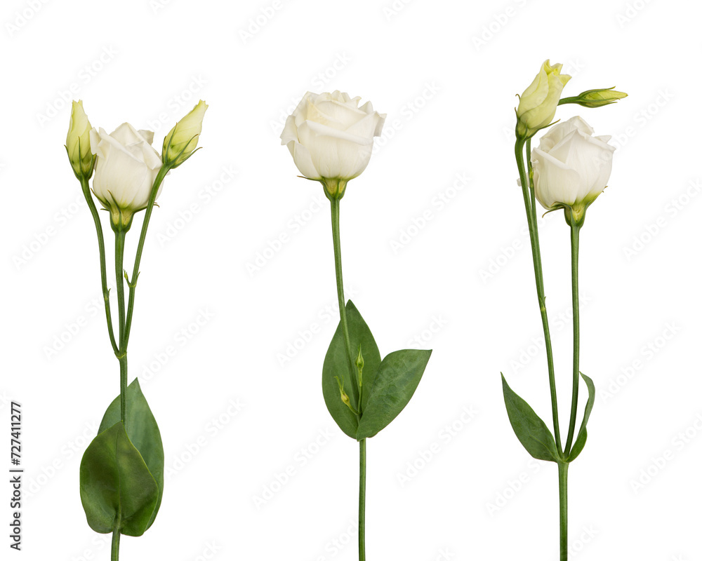 Obraz premium pink eustoma flowers on a white isolated background