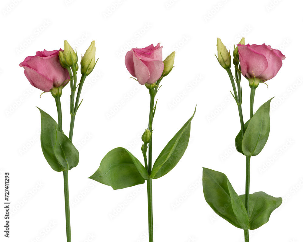 pink eustoma flowers on a white isolated background