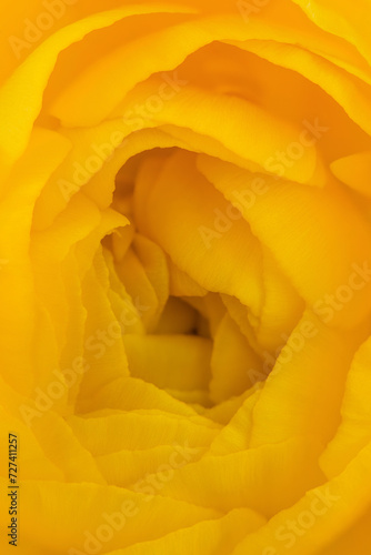 Macro photo of a yellow flower  petals