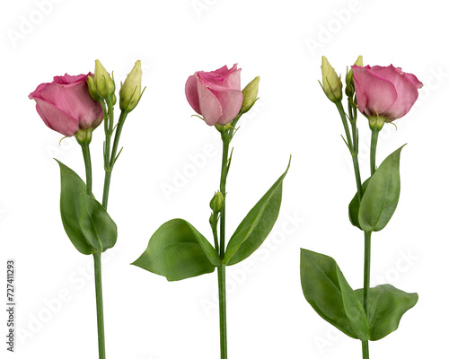 pink eustoma flowers on a white isolated background