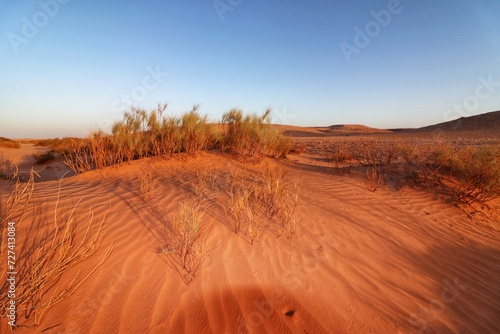 plants in top of dunes in the desert photo