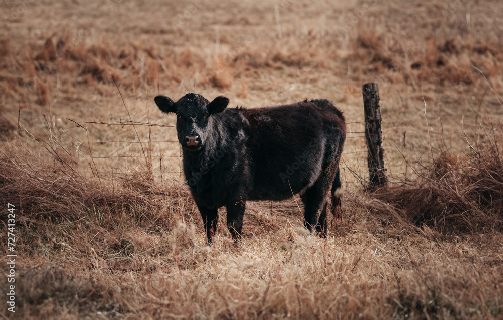 Fototapeta premium black cow in the field