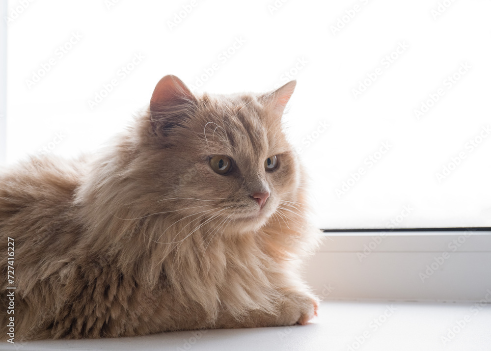 Red fluffy cat sits on the windowsill and looks out the window