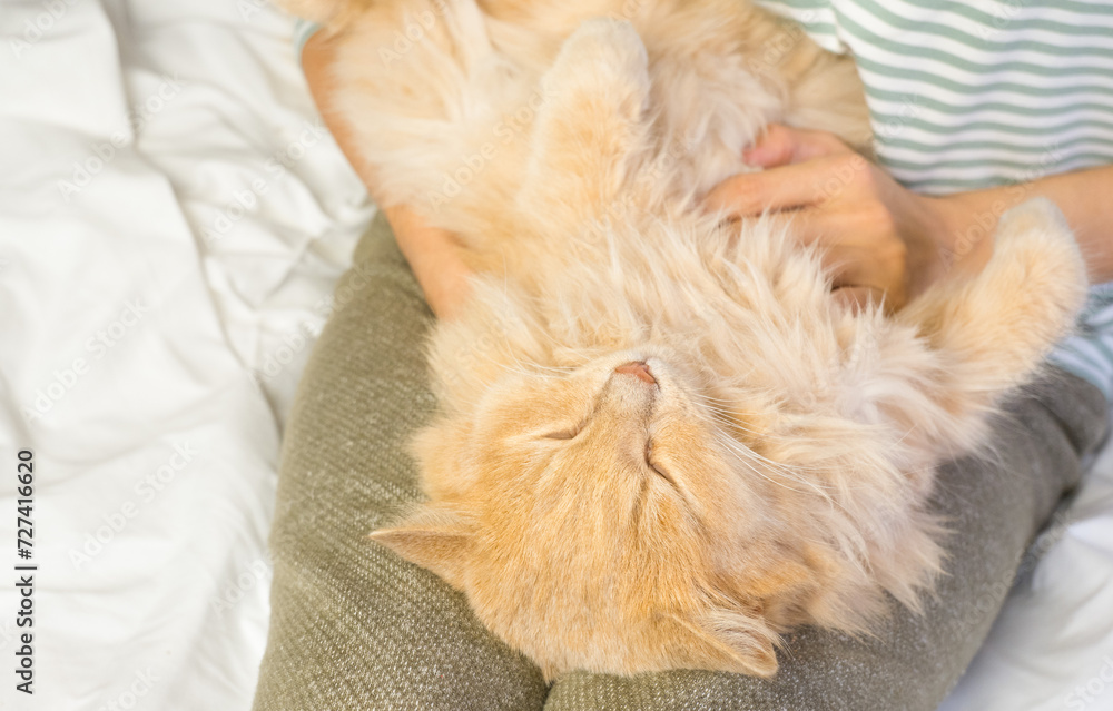 A ginger cat lies in the arms of a woman. The fluffy pet settled down comfortably to sleep or play. Morning at home.