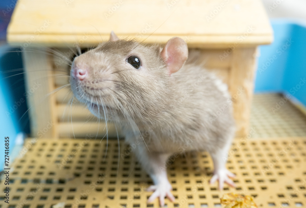 Funny curious white and gray rat peeking out of its cage