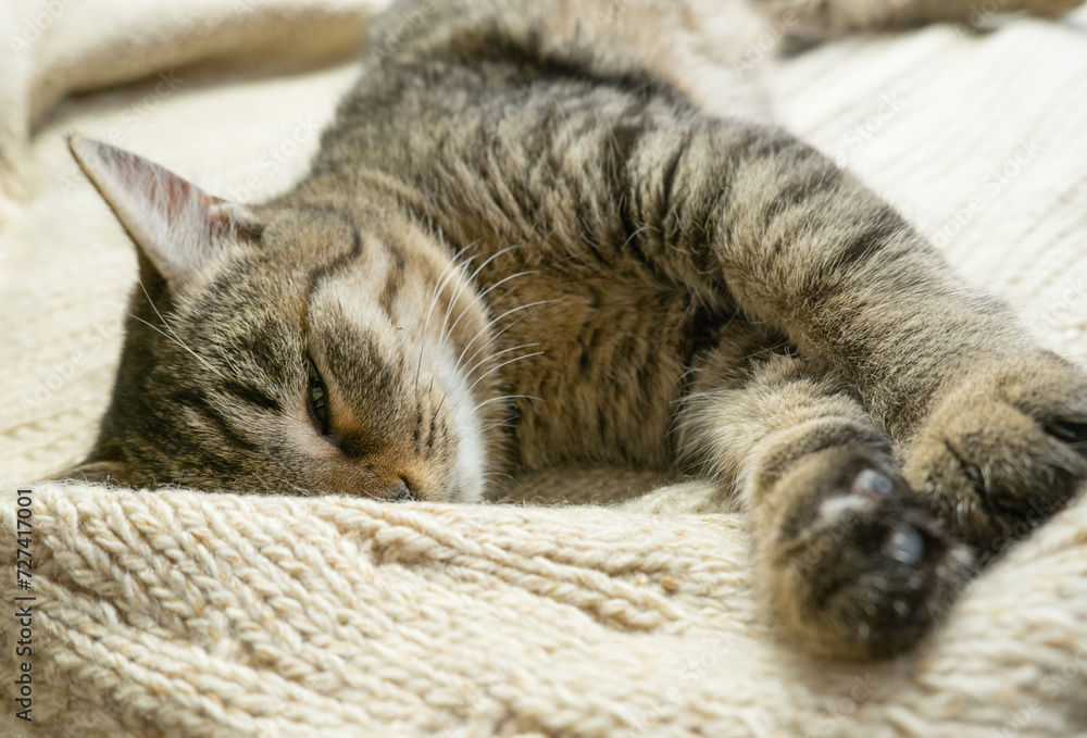 Portrait of a sleeping gray domestic cat on a knitted sweater. The cat lazily dozes