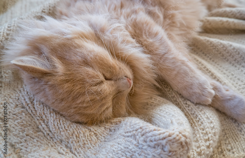 Close-up of a funny ginger cat sleeping on a knitted sweater at home.