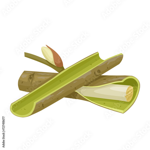 Vector illustration, willow bark, scientific name Salix alba, isolated on white background.