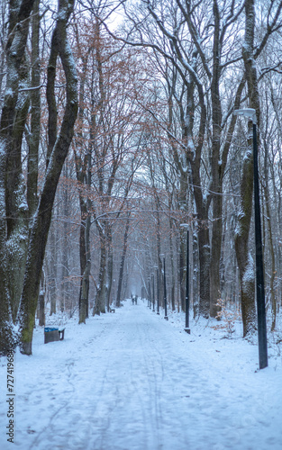 Droga w parku zim  
