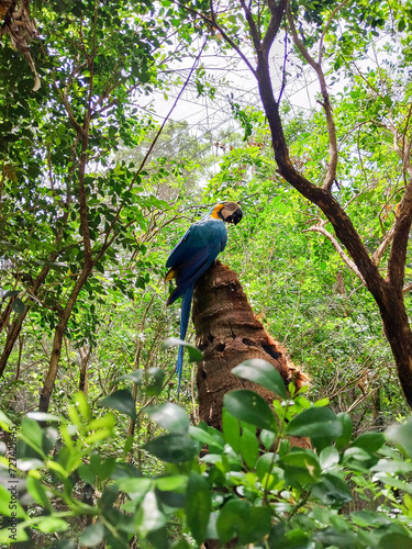 Brazilian bird arara (macaw)