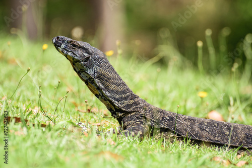 Lace monitor  Varanus varius  australian large lizard lies on the grass  animal in the natural environment on a summer sunny day.