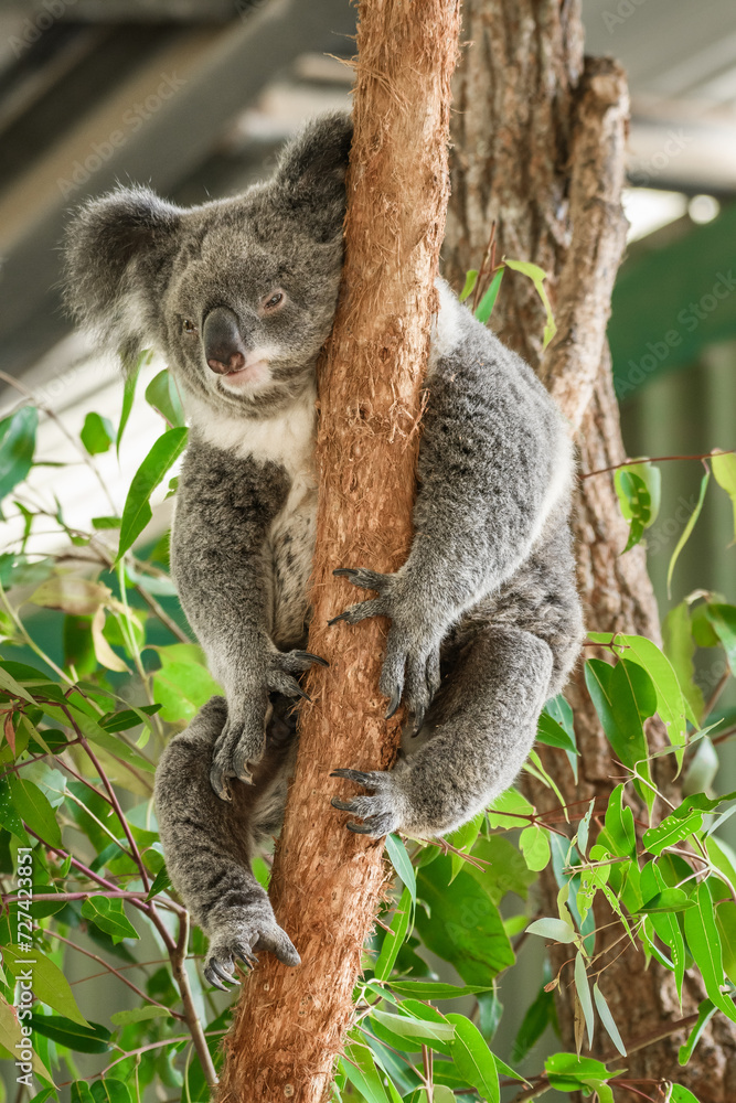 Obraz premium Australian koala (Phascolarctos cinereus) is a species of mammal, an arboreal herbivore. The animal sits on a tree and rests between green eucalyptus leaves.