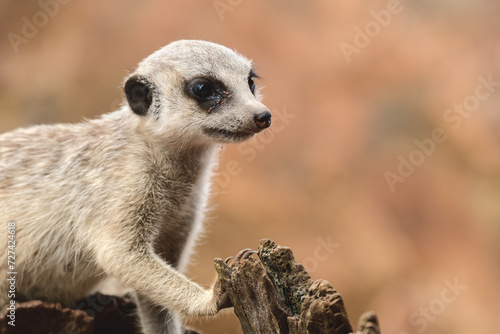 Suricata, a predatory mammal, a young individual sits on a stump and plays near its burrow. © Castigatio