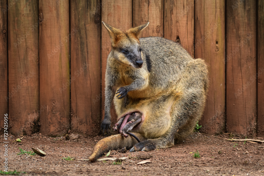Naklejka premium Swamp wallaby (Wallabia) a mammal from the kangaroo subfamily, the female sits on the ground with a young kangaroo in a bag and rests in the shade.