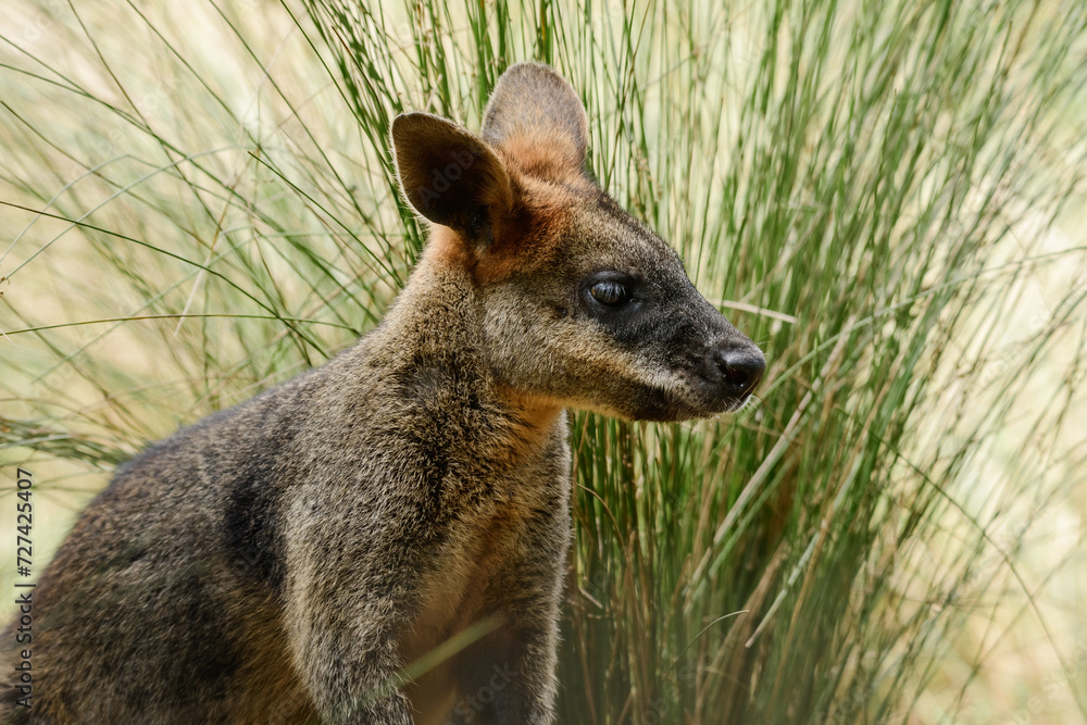 Swamp wallaby (Wallabia) a mammal from the kangaroo subfamily, a kangaroo with gray-rust fur sits among the vegetation and rests in the shade. Swamp wallaby (Wallabia) a mammal from the kangaroo subfamily, a kangaroo with gray-rust fur sits among the vegetation and rests in the shade.