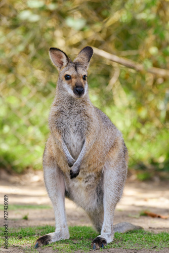 Eastern gray kangaroo (Macropus giganteus) Australian animals graze on green grass in natural habitat. The mammal stands on two legs.