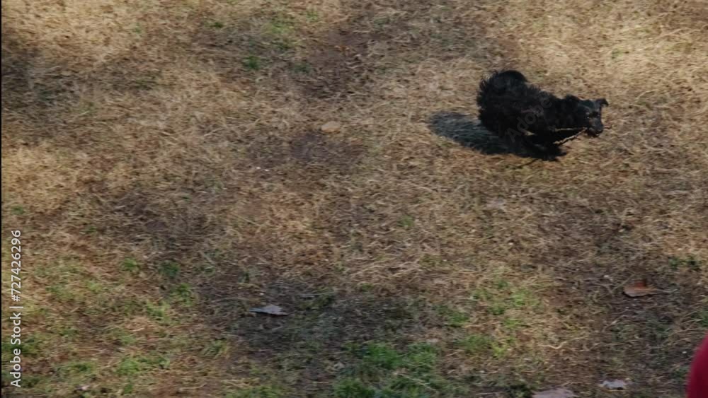 A black mongrel puppy runs in the park on a sunny day and plays with a tree branch. A wire-haired half-breed dog walks on the grass in a clearing A black mongrel puppy runs in the park on a sunny day and plays with a tree branch. A wire-haired half-breed dog walks on the grass in a clearing