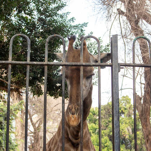 Animals in Captivity, Giraffe Behind Metal Bars in Zoo, Animal Abuse Concept