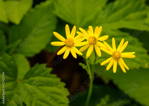 Packera obovata, roundleaf ragwort, spoon-leaved ragwort, groundsel, squaw-weed. Wildflowers
