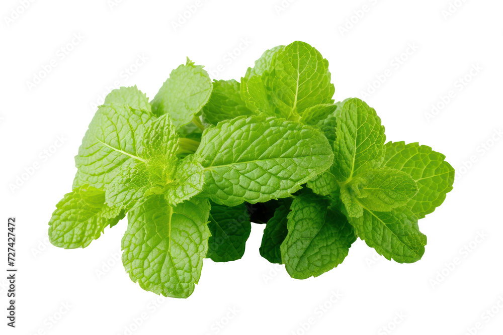 Fresh green mint leaves. Mint leaves close-up, cut out - stock png. Fresh green mint leaves. Mint leaves close-up, cut out - stock png.