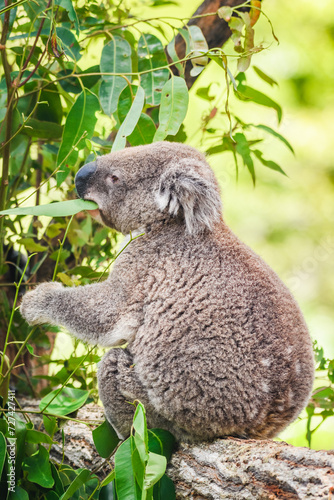 Australian koala (Phascolarctos cinereus) is a species of mammal, an arboreal herbivore. The animal sits on a tree and eats green eucalyptus leaves.