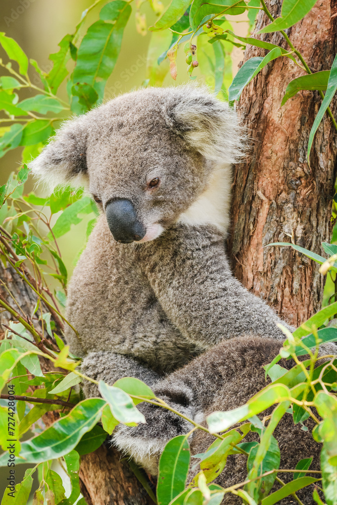 Obraz premium Australian koala (Phascolarctos cinereus) is a species of mammal, an arboreal herbivore. The animal sits on a tree and rests between green eucalyptus leaves.