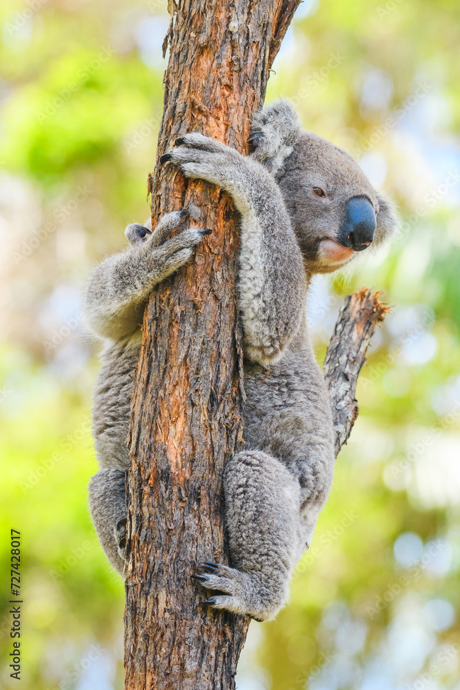 Fototapeta premium Australian koala (Phascolarctos cinereus) is a species of mammal, an arboreal herbivore. The animal sits on a tree among branches and green leaves.