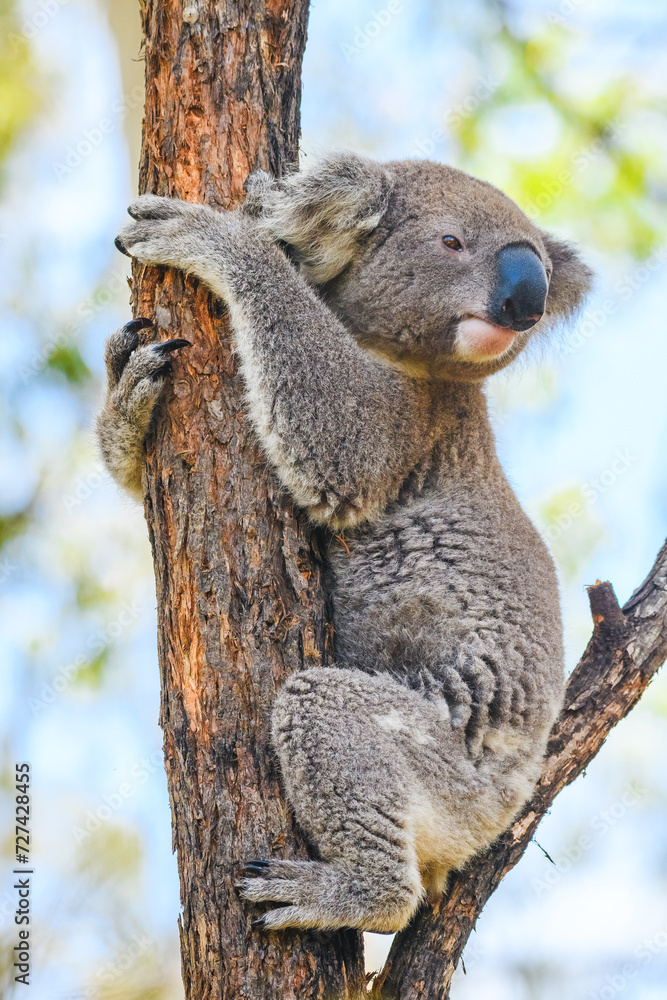 Australian koala (Phascolarctos cinereus) is a species of mammal, an arboreal herbivore. The animal sits on a tree among branches and green leaves. Australian koala (Phascolarctos cinereus) is a species of mammal, an arboreal herbivore. The animal sits on a tree among branches and green leaves.