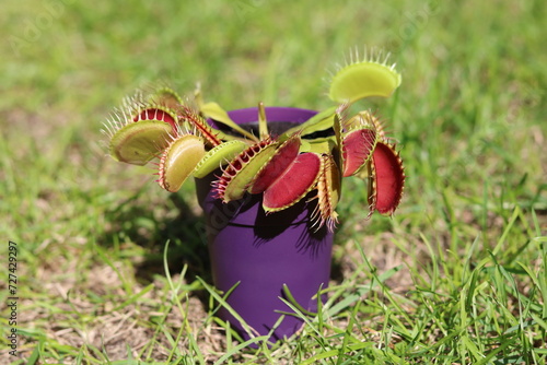 Venus flytrap (Dionaea muscipula) carnivorous plant in a purple pot on the grass
