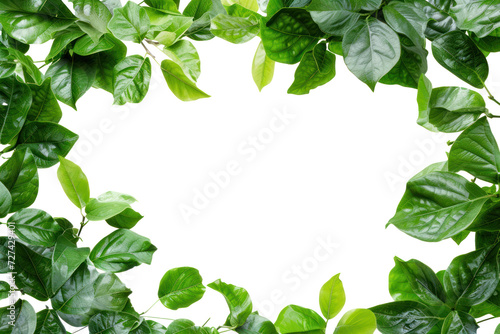 Beautiful green frame with leaves, cut out - stock png. photo