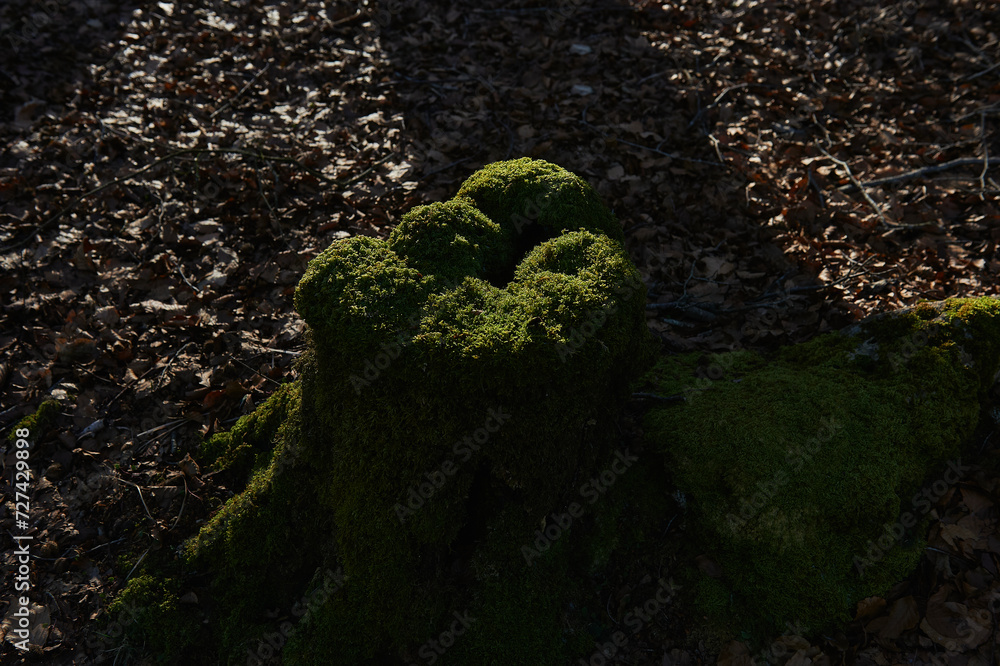 cut beech stump covered with green moss in the middle of the forest cut beech stump covered with green moss in the middle of the forest